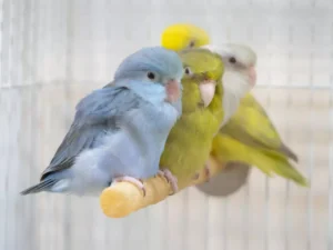 Group of forpus parrotlet