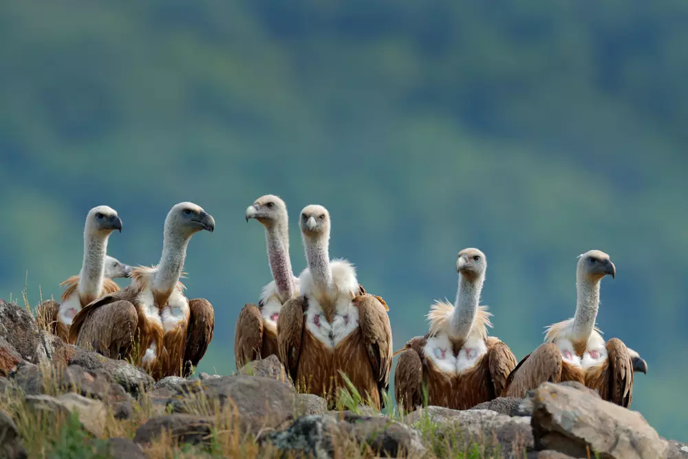 Group of vultures. Griffon Vulture