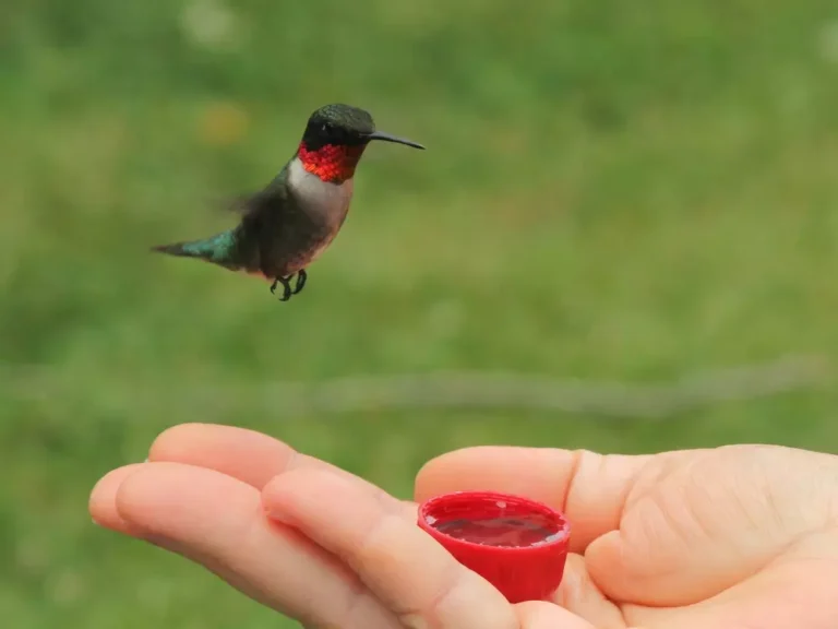 Hand Feeding Hummingbird