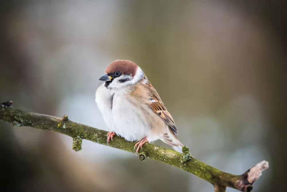 House sparrow