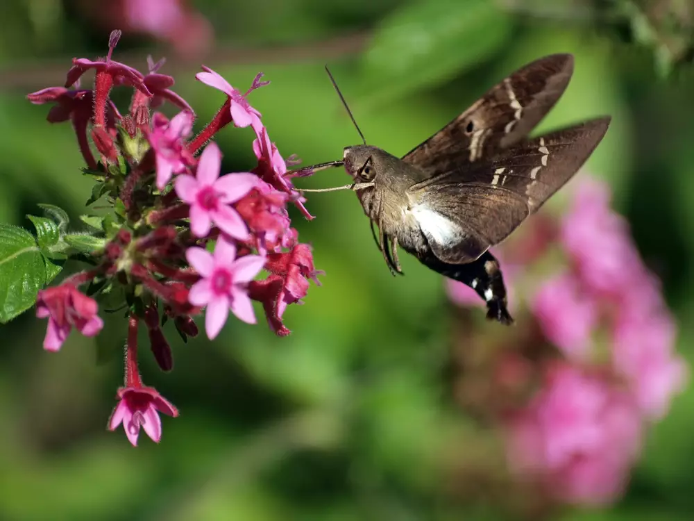 Humming Bird Moth