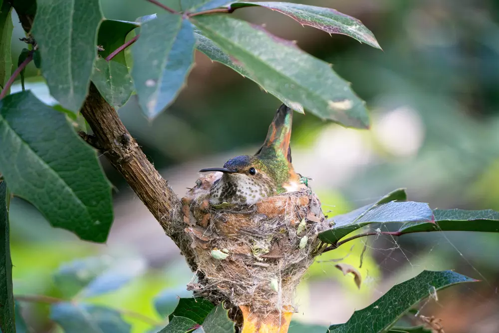 Humming Bird Nesting