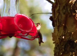 Humming bird Feeder