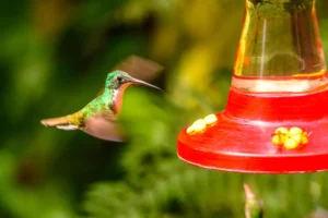 Humming bird drinks water