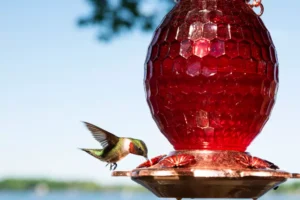 Humming bird on feeder in Michigan spring