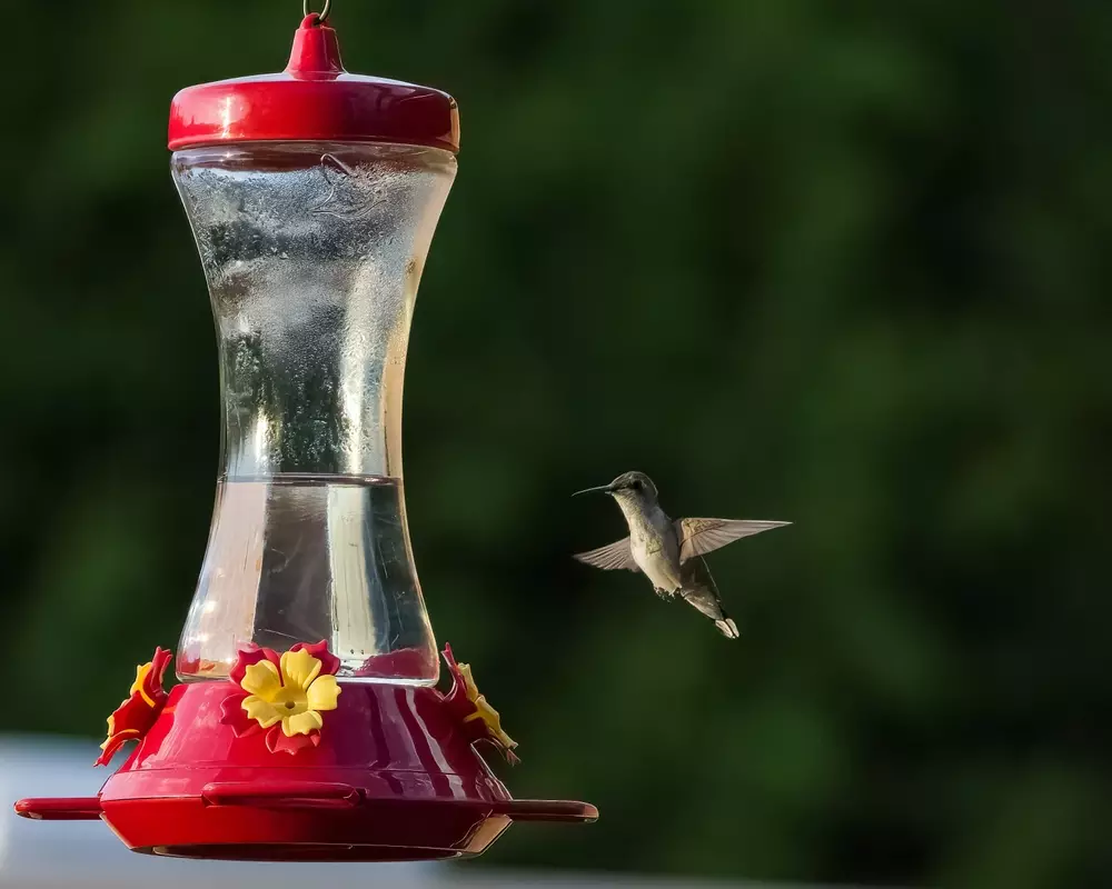 Humming bird pausing mid-air before feeding