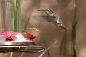 Humming bird perched in backyard