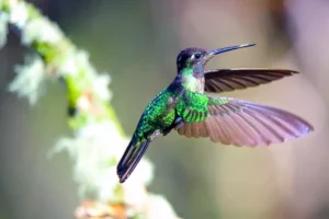 Hummingbird