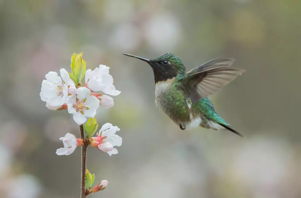 Hummingbird Flying Next to Blooming Flowers
