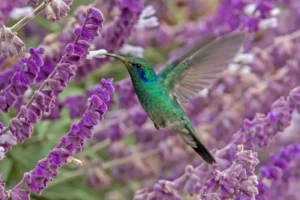 Hummingbird Flying gems