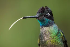 Hummingbird Have a Tongue