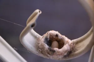 Hummingbird Nest and Egg