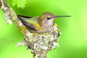 Hummingbird Sitting on Eggs