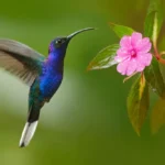 Hummingbird Violet Sabrewing