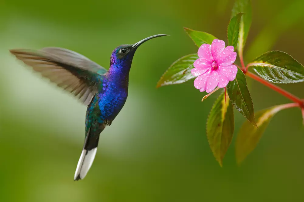 Hummingbird Violet Sabrewing