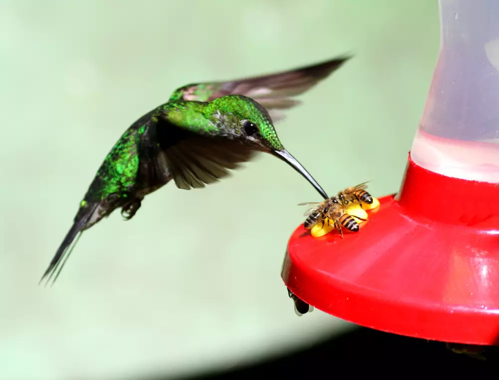 Hummingbird and bees visiting a feeder