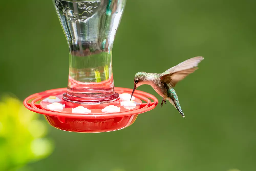 Hummingbird at a red feeder