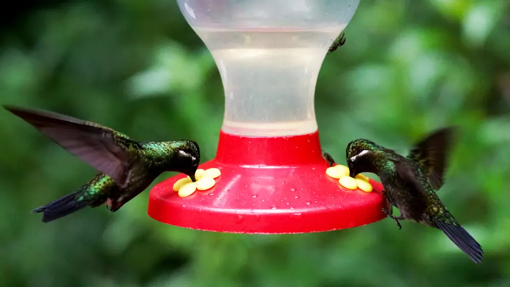 Hummingbird eating and flying