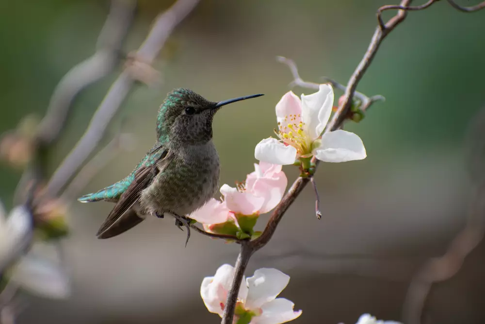 Hummingbird in Land Park