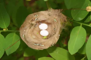Hummingbird nest with two eggs