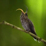 Hummingbird open Beak