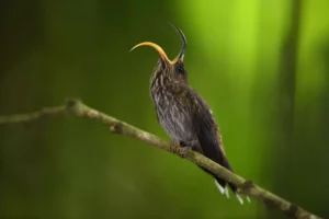 Hummingbird open Beak