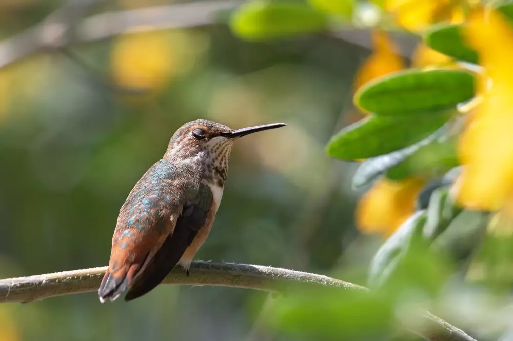 Hummingbird resting on a branch