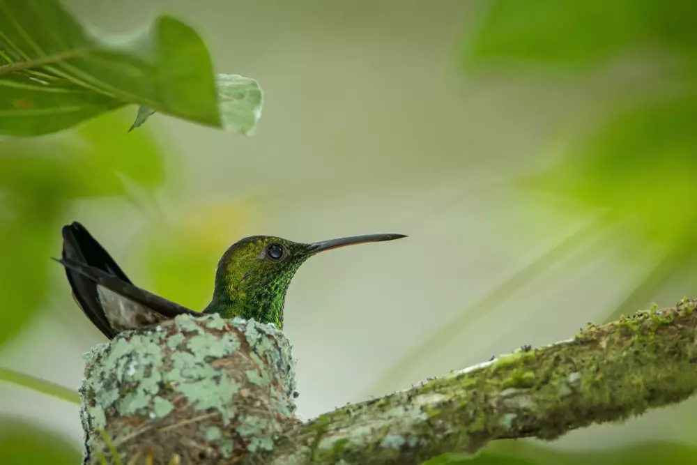 Hummingbird sitting on its nest