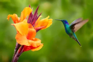 Hummingbird with orange flower