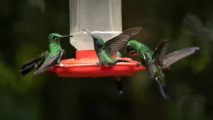 Hummingbirds at a feeder