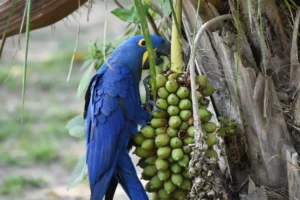 Hyacinth Macaw eating fruit of Acuri palm