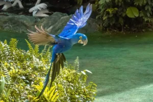 Hyacinth Macaw in flight fully spreading wings