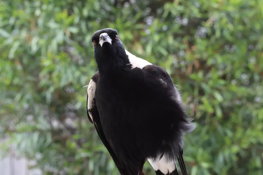 Isolated adult magpie