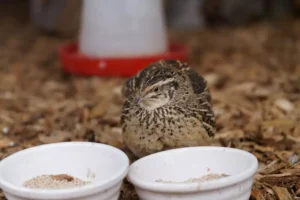 Japanese quail, Coturnix japonica