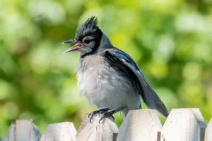 Juvenile blue jay