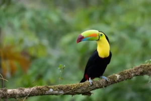 Keel-billed Toucan