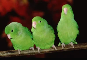 Large Billed Parrotlet