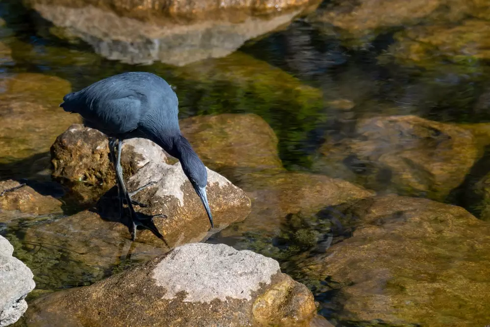 Little Blue Heron