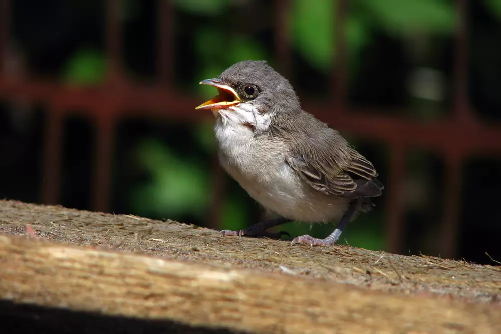 Little Sparrow, sitting alone