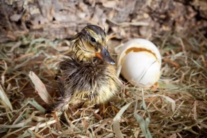 Little duckling newly hatched