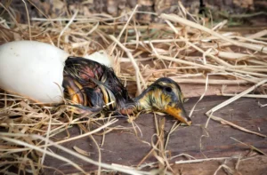 Little wet duckling