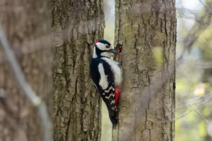 Little woodpecker