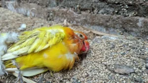 Lovebird birds are dead