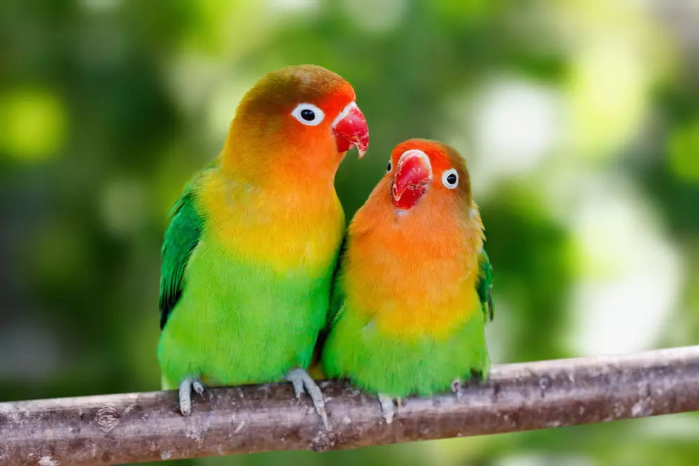 Lovebird parrots sitting