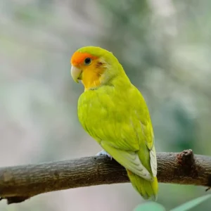 Lovebird, standing on a branch