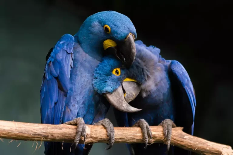 Loving Blue Hyacinth macaws sitting on the branch