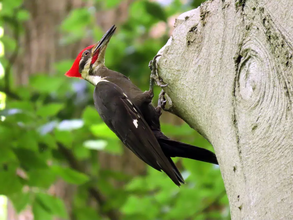 Magnificent Pileated Woodpecker