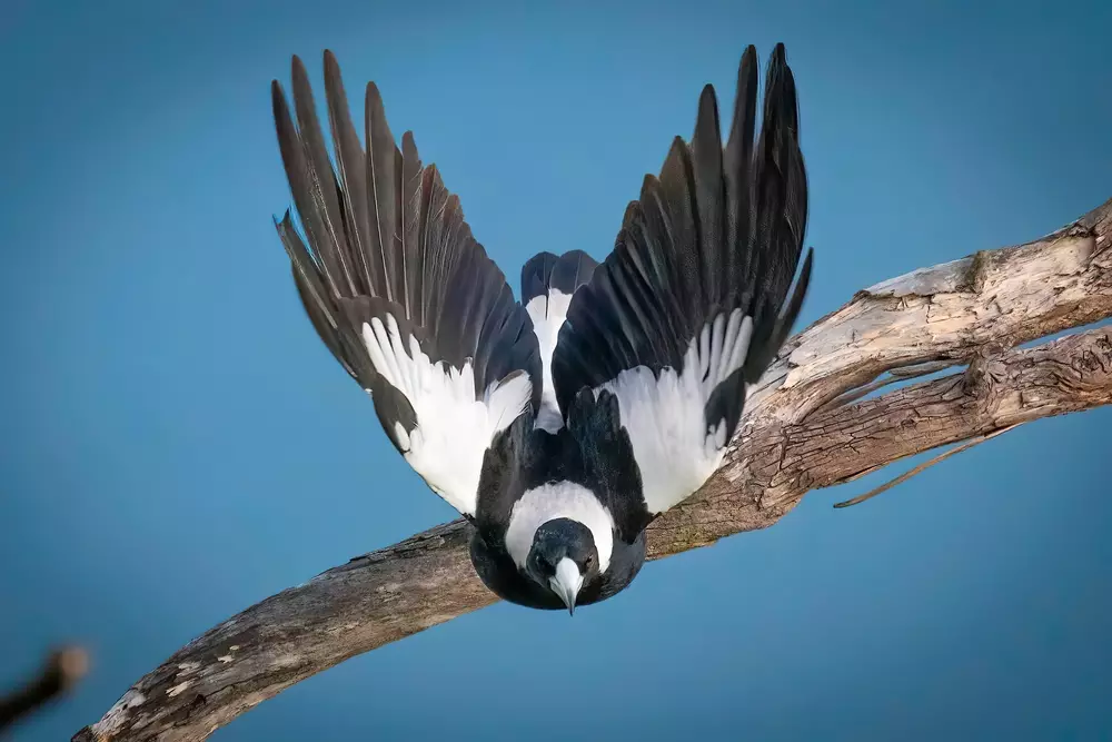 Magpie looking straight