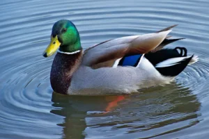 Male Mallard duck in the water