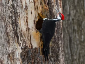 Male Woodpecker